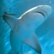 GRAND AQUARIUM - BILLET 