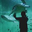 GRAND AQUARIUM - BILLET 