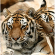 ZOO DE LA BARBEN - ENTREE 1 JOUR - Du 01 Janvier au 31 Décembre 2010 ZOO DE LA BARBEN - ENTREE 1 JOUR - Du 01 Janvier au 31 Décembre 2010