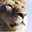 BILLET "PROMO" TSAVO 2012