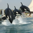 MARINELAND, Antibes : programmation, billet, place, infos MARINELAND, Antibes : programmation, billet, place, infos